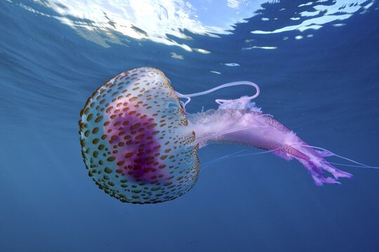 Mauve stinger (Pelagia noctiluca) with purple tentacles swimming in the blue ocean water. Dive site Marine reserve Cap de Creus, Rosas, Costa Brava, Spain, Mediterranean Sea