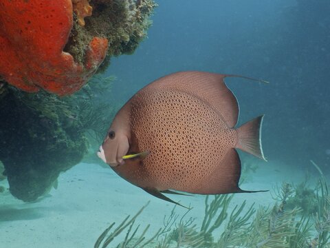 Gray angelfish (Pomacanthus arcuatus) swimming next to a sea sponge on a reef, dive site Blue Heron Bridge, Phil Foster Park, Riviera Beach, Florida, USA