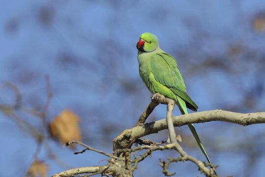 Rose-ringed parakeet (Psittacula krameri) sitting on a branch, palace gardens Biebrich, Wiesbaden, Hesse, Germany