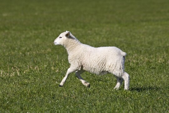 Domestic sheep, lamb jumping and running on a field (Ovis aries)