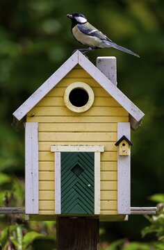 Great tit (Parus major) with food, food for young birds sitting on yellow bird house, bird house, nesting box, Swedish house, Stuttgart, Baden-W&uuml;rttemberg, Germany