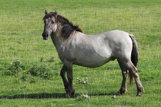 Konik (Equus islandicus), stallion, portrait, wild horse, Tarpan re-breeding project