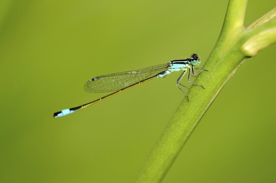 Scarce Blue-tailed Damselfly (Ischnura pumilio)