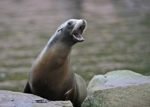 California Sea Lion (Zalophus californianus)