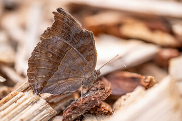 Naklejka premium Chocolate pansy butterfly (Junonia iphita) resting on wood mulch in side view close-up.