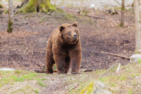 A male Eurasian brown bear (Ursus arctos arctos) runs out of a forest