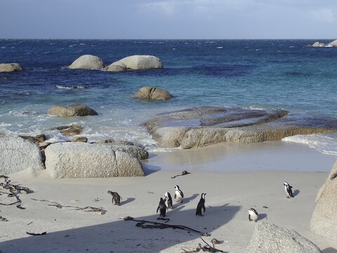 Several african penguins (Spheniscus demersus) at Boulders Beach, Simon's Town, Cape Town, South Africa