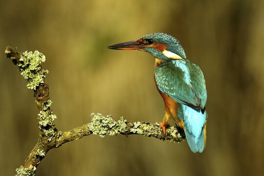 Common kingfisher (Alcedo atthis), female sitting on branch, North Rhine-Westphalia, Germany