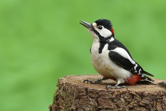 Great Spotted Woodpecker (Dendrocopos major), male in defensive position on a tree stump, North Rhine-Westphalia, Germany