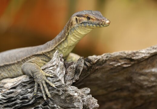Merten's Water Monitor Lizard (Varanus mertensi), Queensland, Australia