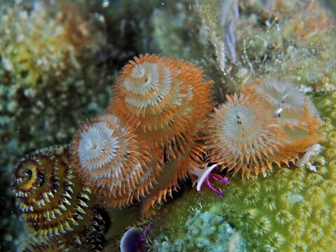 Christmas tree worm (Spirobranchus giganteus), dive site John Pennekamp Coral Reef State Park, Key Largo, Florida Keys, Florida, USA