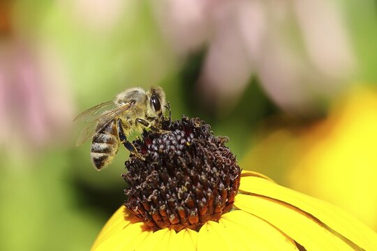 European honey bee (Apis mellifera), collecting nectar from a yellow coneflower (Echinacea paradoxa), Wilnsdorf, North Rhine-Westphalia, Germany