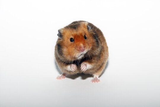 Syrian or Golden Hamster (Mesocricetus auratus) with food in the cheek pouches