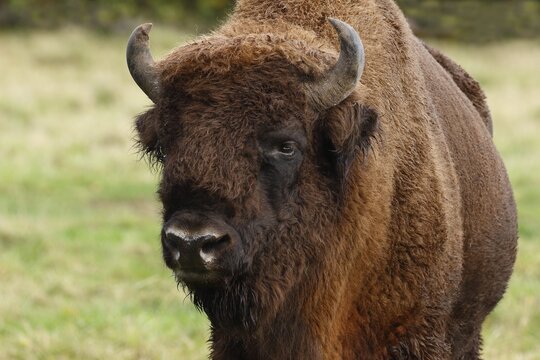 Bison, European bison (Bison bonasus) bull, animal portrait, Germany