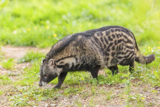 An African civet (Civettictis civetta)runs across the forest floor on a sunny day