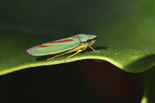 Rhododendron cicada (Graphocephala fennahi) sitting on a leaf of a rhododendron (Rhododendron), close-up, Wilnsdorf, North Rhine-Westphalia, Germany