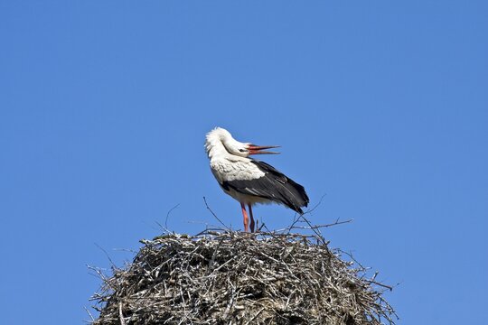 White Stork (Ciconia ciconia), Adebar, perched on its nest, chattering with its beak, Stork Village Bergenhusen, Schleswig-Holstein, Germany, Europe