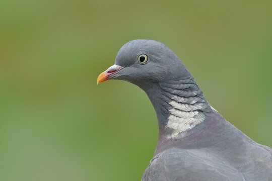 Common wood pigeon (Columba palumbus), animal portrait, Wilnsdorf, North Rhine-Westphalia, Germany