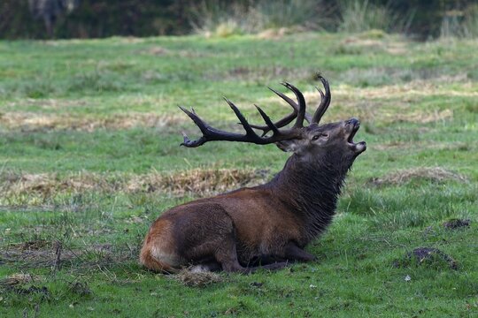 Tubular red deer during rutting season (Cervus elaphus), located in Wiese, captive, Germany