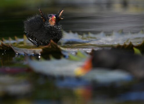 Common moorhen (Gallinula chloropus ), young animal, chick, begging for food, Baden-W&uuml;rttemberg, Germany