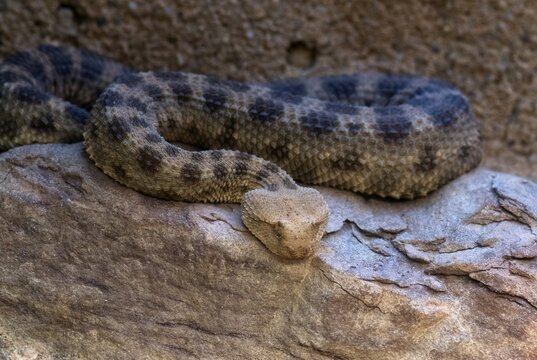 Poisonous horned viper (Cerastes cerastes), captive, Occurrence North Africa