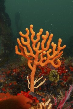 Orange sine sea fan (Eunicella tricoronata), sea fan, False Bay dive site, Cape of Good Hope, Cape Town, South Africa