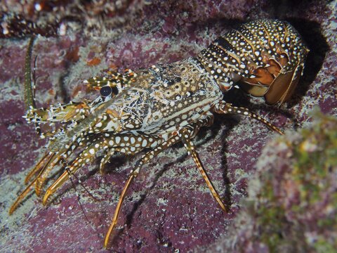 Guinea chick crayfish (Panulirus guttatus) . Dive site John Pennekamp Coral Reef State Park, Key Largo, Florida Keys, Florida, USA
