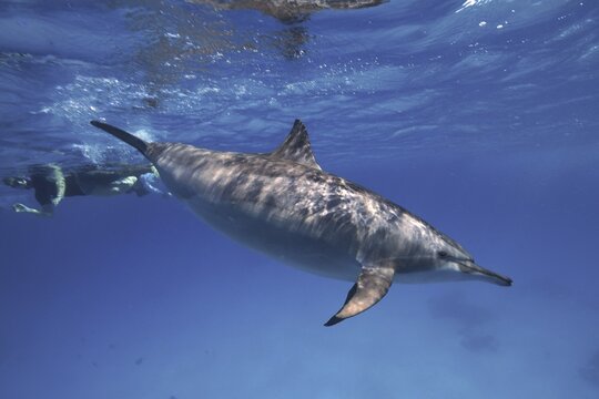 Spinner dolphin (Stenella longirostris), spinner dolphin, snorkellers in the background, Sataya Reef dive site, Dolphin House, Red Sea, Egypt
