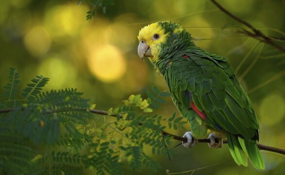 Yellow-headed amazon (Amazona ochrocephala), population in Cannstatt, Stuttgart, Baden-W&uuml;rttemberg, Germany