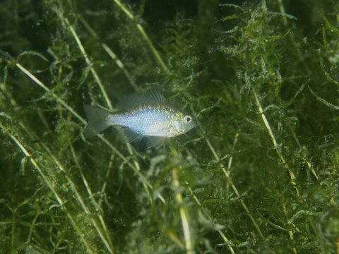 A small fish, pumpkinseed sunfish (Lepomis gibbosus), swims between dense green aquatic plants in an underwater world. Dive site Kleiner Parkplatz, Herrliberg, Lake Zurich, Canton Zurich, Switzerland