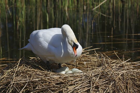 Breeding mute swan (Cygnus olor) with eggs in nest, Schleswig-Holstein, Germany