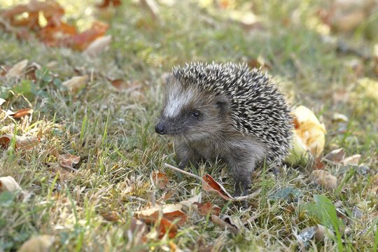 European hedgehog (erinaceus europaeus), juvenile, sitting on a meadow orchard, Wilnsdorf, North Rhine-Westphalia, Germany