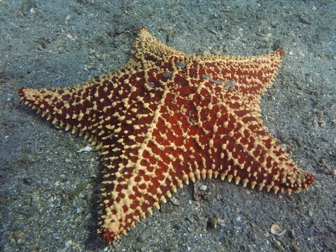 A red and white patterned starfish, red cushion sea star (Oreaster reticulatus), on the seabed, dive site Blue Heron Bridge, Phil Foster Park, Riviera Beach, Florida, USA