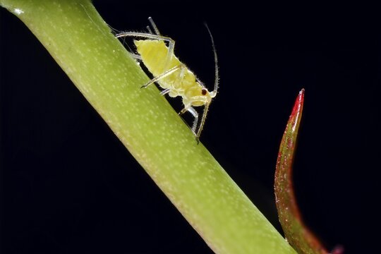 Large Rose Aphid (Macrosiphum rosae), pest, on a Rose (Rosa), macro shot, Baden-W&uuml;rttemberg, Germany