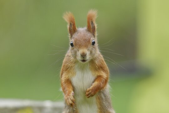 Eurasian red squirrel (Sciurus vulgaris), animal portrait, frontal view, Wilden, North Rhine-Westphalia, Germany