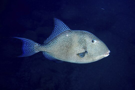 Thick-lipped fish with blue fins, Atlantic triggerfish (Balistes capriscus) (Balistes carolinensis), on a dark underwater background. Dive site Bufadero, Palm Mar, Tenerife, Canary Islands, Spain