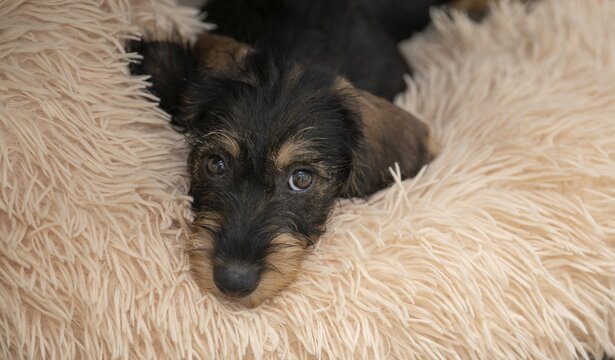 Rough-haired dachshund, female, puppy, 12 weeks, lying on fur, Stuttgart, Baden-W&uuml;rttemberg, Germany