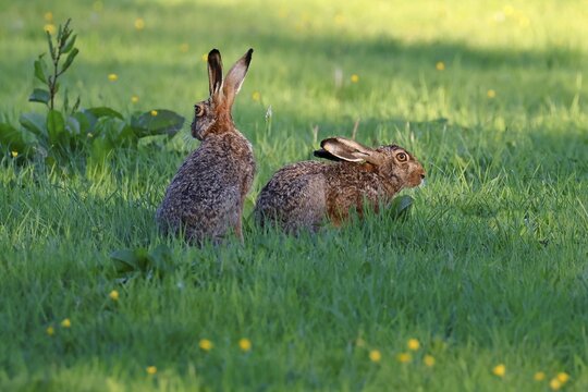 Two European hares (Lepus europaeus), pair of hares in a meadow in the evening light, Schleswig-Holstein, Germany