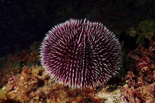 A spiny purple sea urchin (Sphaerechinus granularis) on the seabed in a dark underwater environment. Dive site Marine reserve Cap de Creus, Rosas, Costa Brava, Spain, Mediterranean Sea