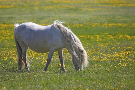 White Icelandic horse (Equus islandicus), pregnant mare grazes on flowering meadow, Schleswig-Holstein, Germany