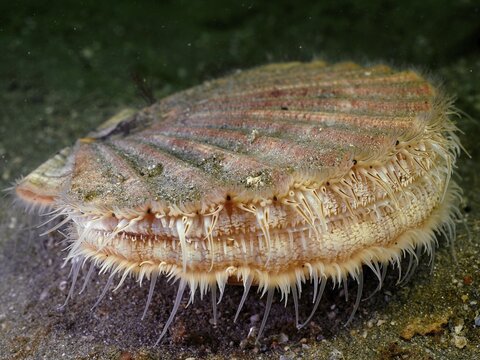 Scallop (Pecten maximus), underwater, Rinvyle dive site, Co. Galway, Irish Sea, North Atlantic, Ireland