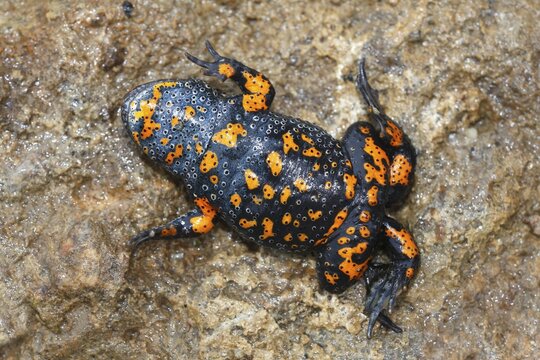 European fire-bellied toad (Bombina bombina) lying in shock position on the back, showing red warning coloration on ventral side, Lake Balaton, Hungary