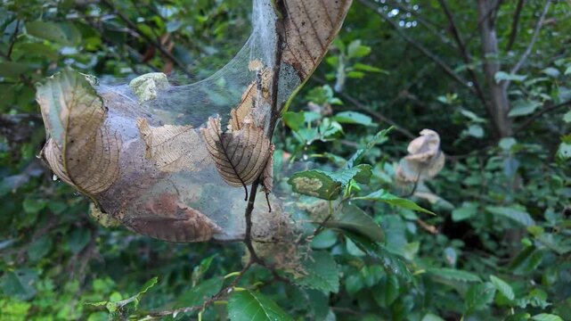 4K close up smooth stabilized action camera footage of a caterpillar silk nest covering tree branches with dozens of larvae feeding on leaves near Yale Lake, Washington, USA in summer