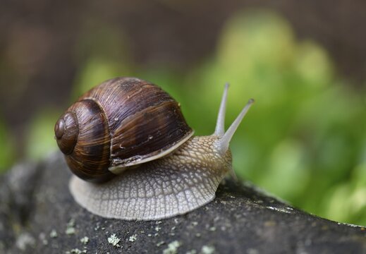 Burgundy snail (Helix pomatia) on stone, Stuttgart, Baden-W&uuml;rttemberg, Germany