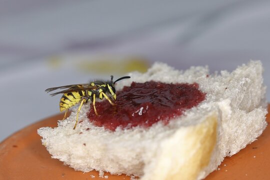 German wasp (Vespula germanica) feeding on a white bread with cherry jam, Wilden, North Rhine-Westphalia, Germany