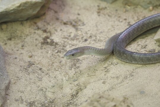 Black mamba (Dendroaspis polylepis), on sandy ground between rocks, captive, venomous snake, occurrence in Africa, Terrazoo, North Rhine-Westphalia