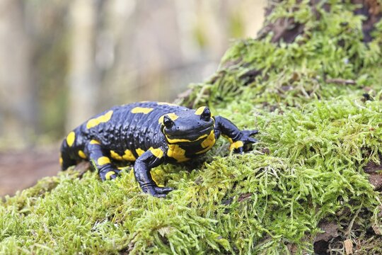Fire salamander (Salamandra salamandra), running over mossy forest floor, wildlife, looking into the camera, close-up, Wilnsdorf, North Rhine-Westphalia, Germany