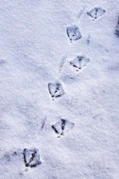 Tracks of a mallard duck (Anas platyrhynchos) in snow in winter