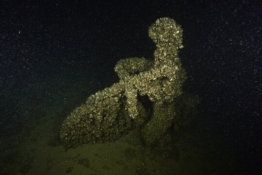 A cyclist was sunk in Lake Constance as an attraction for divers. It is now completely covered with quagga triangle mussels (Dreissena rostriformis bugensis), invasive species, Steilwand dive site, Wallhausen, Lake Constance, Germany