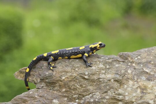 Fire salamander (Salamandra salamandra), running over a stone, Wildlife, North Rhine-Westphalia, Germany
